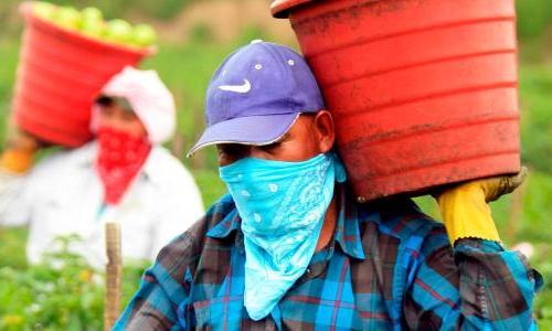 农场工人提着篮子，脸上蒙着头巾