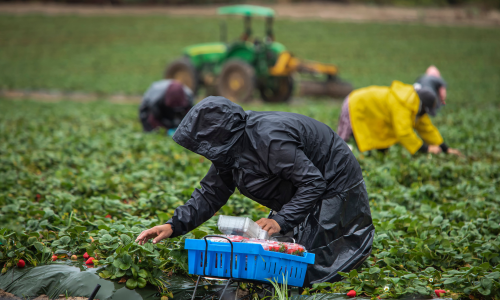 三个农场工人在田地里的照片, all wearing raincoats and on their knees so they can pick strawberries in the rain; a tractor sits idle in the background