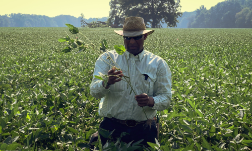 图为阿肯色州种植大豆和水稻的农民站在田地中央, 齐腰深的庄稼, 手里拿着一株植物的茎，仔细察看