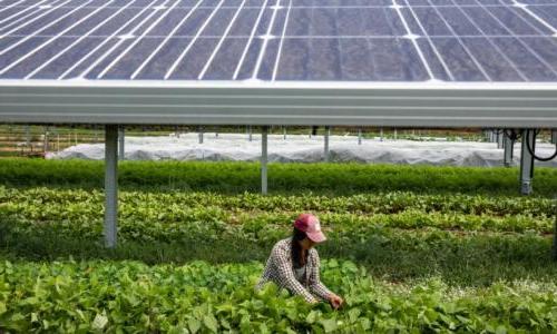 图为一位女农民在田里的太阳能电池板旁517888九五至尊娱乐.